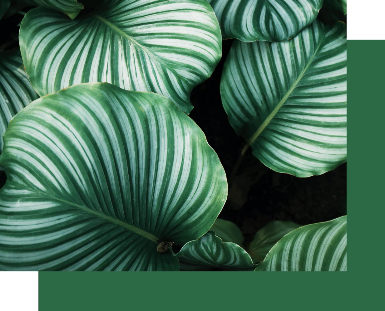 Green & Lean Verpackung